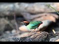 Chestnut-crowned Pitta  Part I