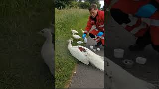 A Kind-Hearted Man Helped A Peacock By The Roadside
