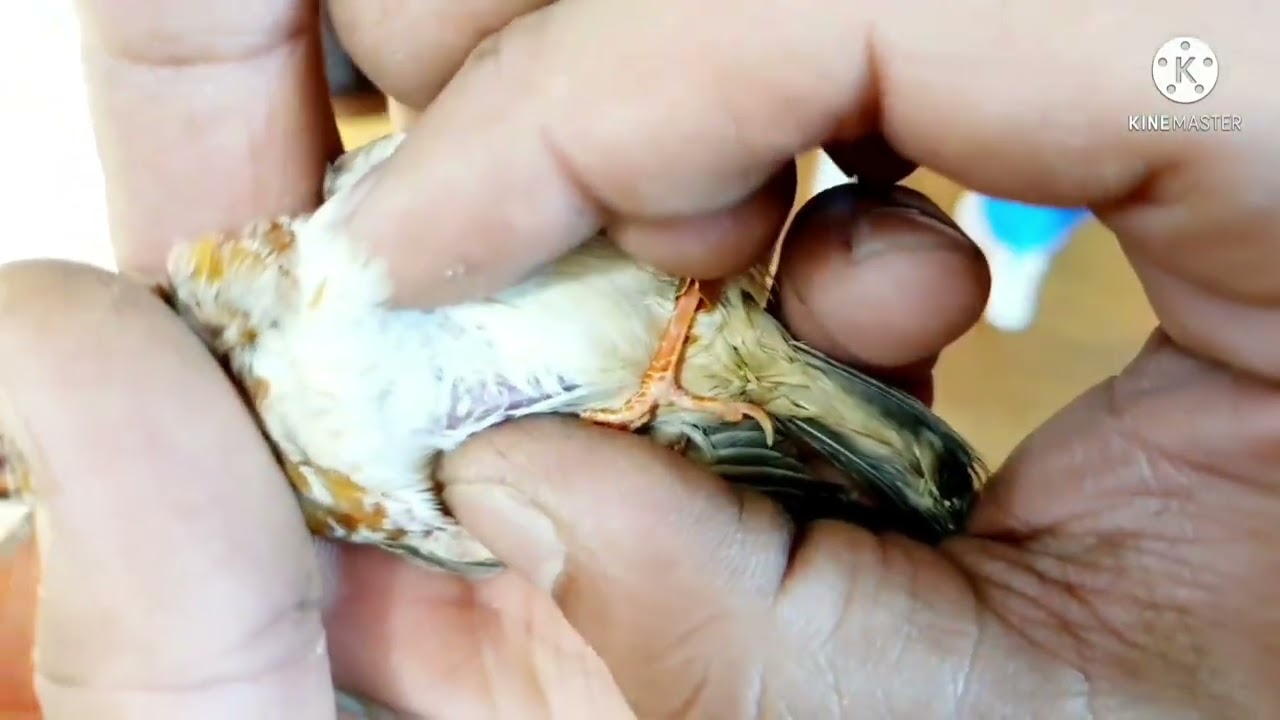 كيف تعرف طائرك مصاب بالتسييف 🤔 ؟! وماهي اعراضه وعلاجه وطرق الوقايه منه . تابع وتعلم 😉