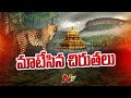 Another leopard spotted at Tirumala ghat road