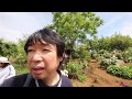 【薔薇動画】ハイジの村でバラを見て信玄ソフト【バラ動画】