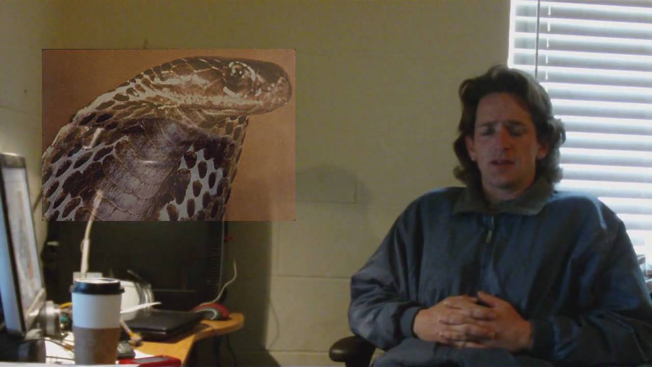 killed by death Reptile News: Your daily reptile news for Thursday February 11th, 2010