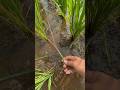 Penyebab daun padi kuning ternyata ini sebabnya #petanipadi #petaniindonesia