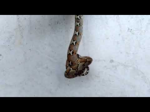 camera iphone 8 plus apk Reticulatus Python