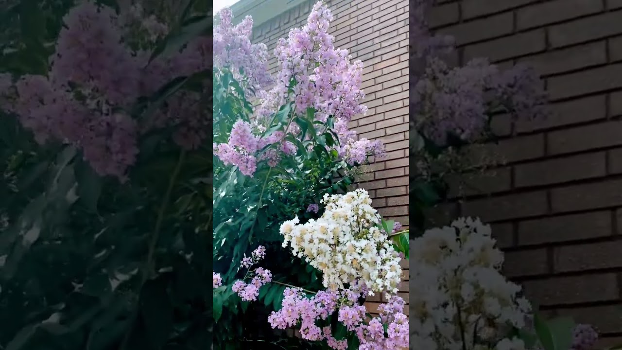 Crape Myrtle Blooms! 