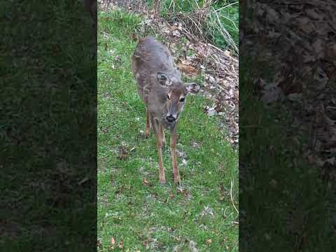 Deers