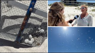 Volunteers Clean Up Toxic Mothballs Left On St. Pete Beach