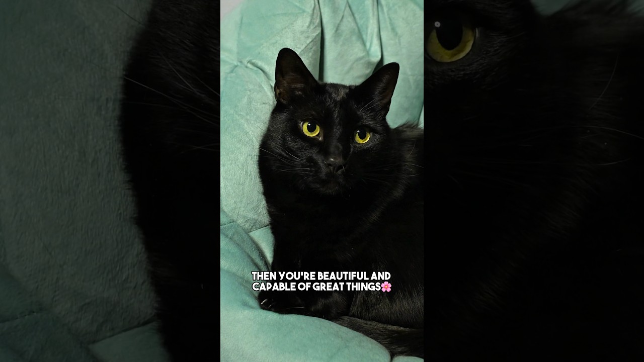 Unless… #sarcasm #funny #relatable #blackcat #catsofyoutube #shorts
