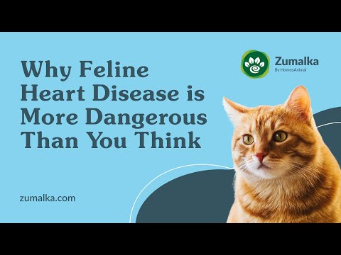 Video: Feline artritis - Een aandoening die meer voorkomt dan u denkt