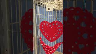 Spooning #puppies available at @austinpets2011 in 402 🫂 #dogvideos #puppyvideos #shelteranimals