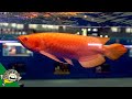 Arowana Fish World Championship CIPS 2018 - Aquarium Co-Op