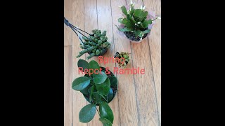 Spring Repot & Ramble
