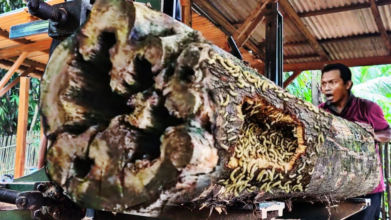 Shocking old stock!! Teak wood buried for decades in the sawmill 