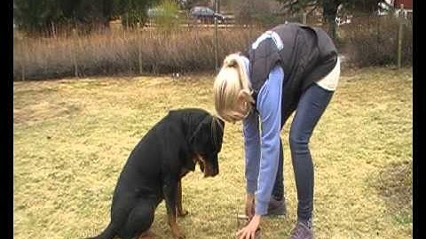 Testing for stimulus control