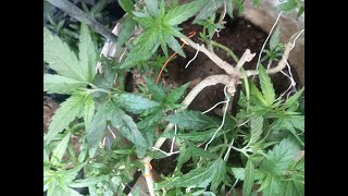 LIVE low stress training outdoor garden grow. Northern Cape Grower