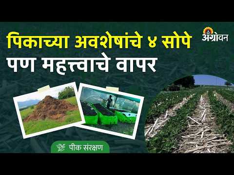 Crop Residue Management: वाळून गेलेल्या पिकाला न जाळता शेतीसाठी वापर कसा करावा? | Agrowon