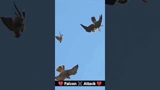 Falcon Attack ?kill pigeon ??? pigeon bird homingpigeons beautifulbirds kabootar pigeonfancier