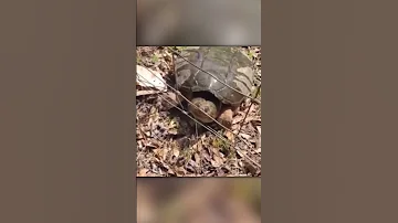 Нападение Бешеной Черепахи
