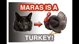 Maras is actually a turkey by Maras 12,934 views 6 years ago 47 seconds