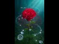 Into the Whispering Woods: The Mystical Rose#luxuryeasthetic #magicalforest #redrose #fairytale#4k