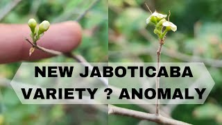 Have I Discovered A New Variety of Jaboticaba // Sabara Anomaly
My seedling Sabara Jaboticaba is acting very strange. Purchased 2 years ago, estimated 3yr old plant from local nursery. As far as I know and can see it is not grafted or marcot variety.
We had a semi dry winter and I did not water often as Jabos are pretty hardy. 70% of leaves normally drop towards end of winter then new flush begins as spring starts. 2 weeks into Spring I noticed a bunch of flowers where new flush was growing so I grabbed my camera to investigate and was blown away at what I found :D
If anyone has any ideas as to what this is or what is going on please comment, as I am stumped as to what is going on. Im so pumped and excited no matter what it is, even if it is just some anomaly from water stressing, to have a fruiting Sabara in 3years is EPIC!!! :D Have I Discovered A New Variety of Jaboticaba // Sabara Anomaly