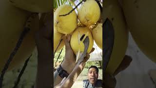 Download Lagu kelapa gading #satisfying #satuklikuntukwujudkanimpianmu #kelapa MP3