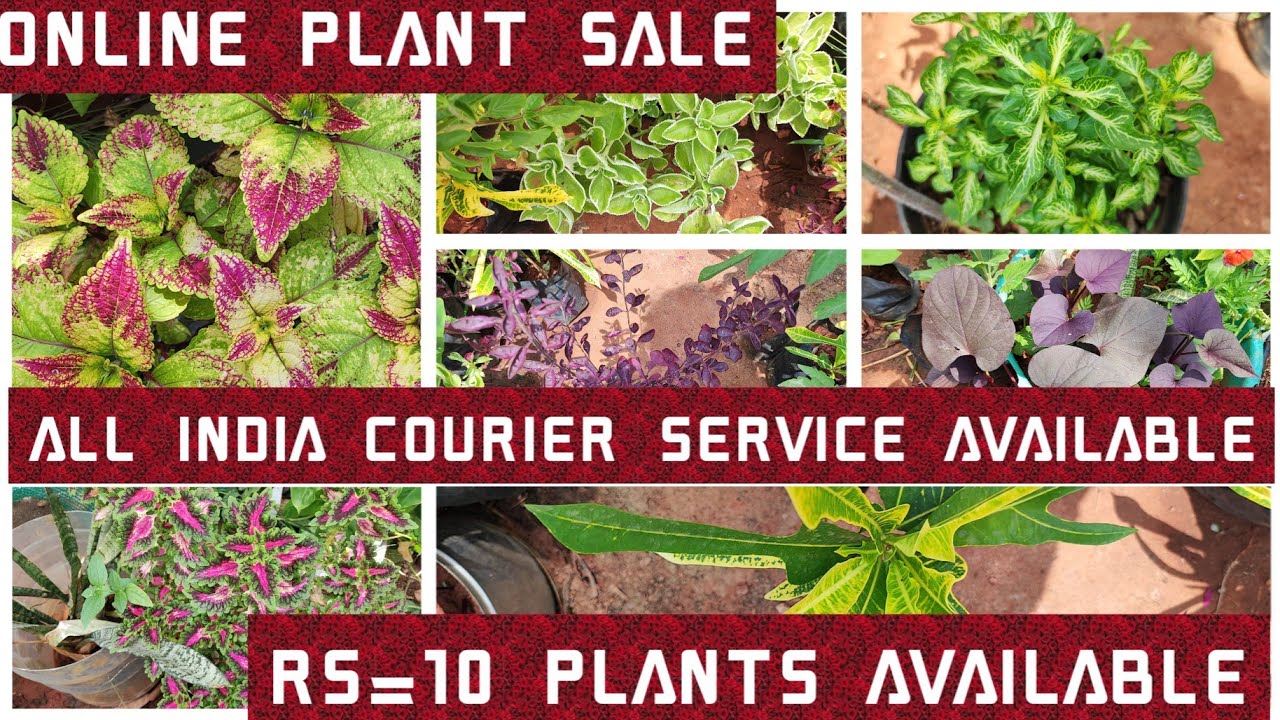 Online plant sale/Rs=10 plants available/caladium plants 40rs. YouTube