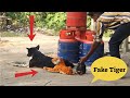 Fake Tiger Prank Video - and Dog So Funny in 2020 Can not stop laugh