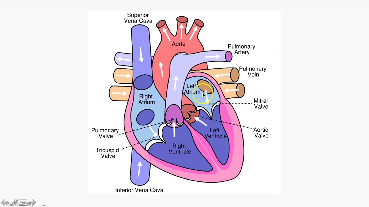 The conduction system