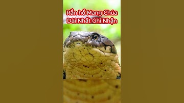 Rắn Hổ Mang Chúa Nào Dài Nhất Thế Giới, Việt Nam? #shorts