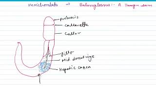 Balanoglossus ,  herdmania &amp; branchiostoma (amphioxus) morphology &amp; physiology for  RAS, PSC &amp; BSC