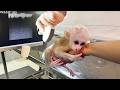 Dad took the baby monkey to the pet hospital for vaccinations!