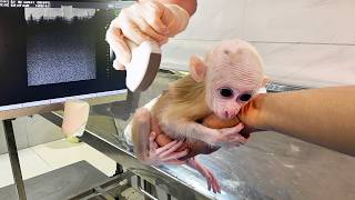 Dad took the baby monkey to the pet hospital for vaccinations!