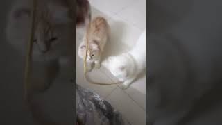 Httpsyoutubecomshortsclu5iil0rbgsilpfnewmszed0cy97