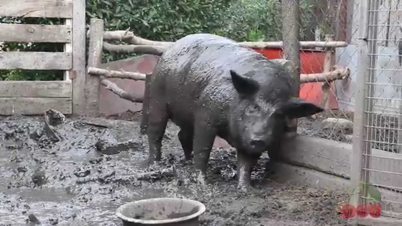 Кабан породы Мангал. Мангалица.