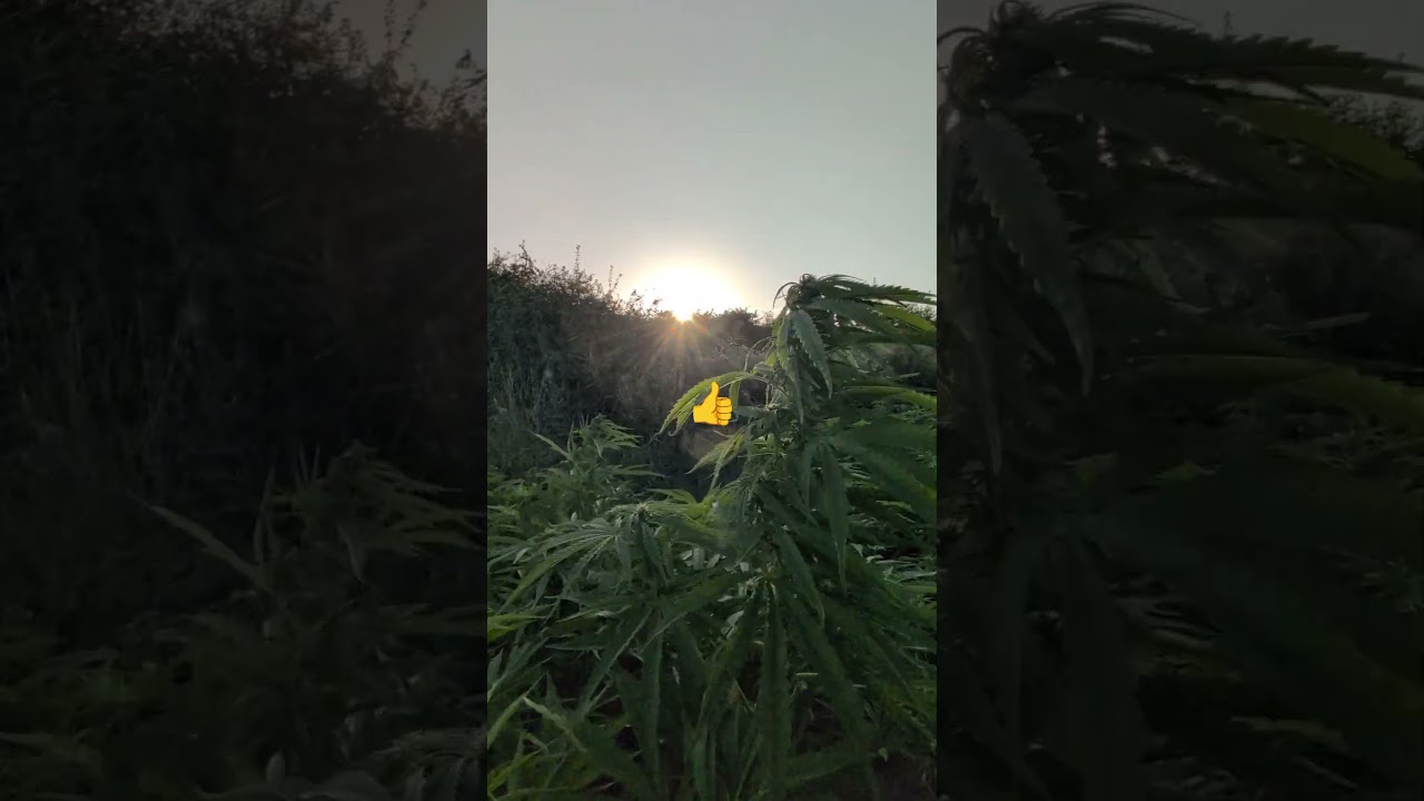 I Attempt to grow 🌿🌿🍁 outdoors in the UK ☀️🌧️ part 6