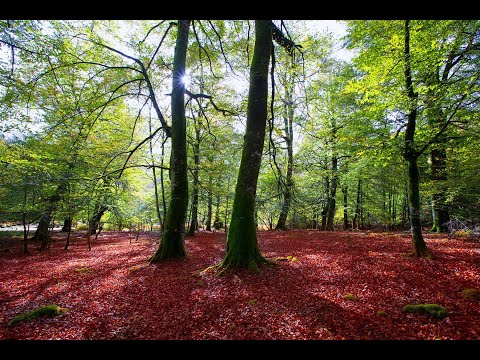Música para dormir profundamente en minutos | Música relajante