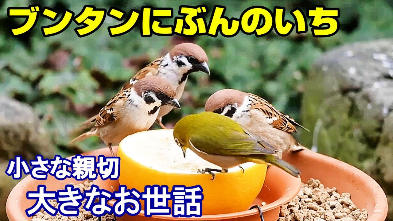 植木鉢でバードフィーダー（野鳥の餌台）ブンタン編3～メジロ/スズメ