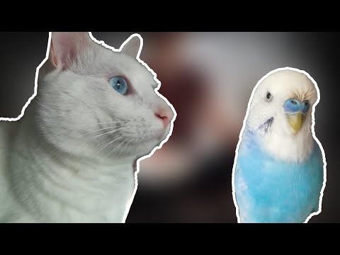 Kedimi kuşlarla yaşamaya nasıl alıştırdım - kedi eğitimi 101