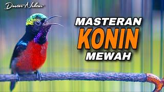 MASTERAN KONIN GACOR FULL ISIAN MEWAH COCOK UNTUK MATERI TEMBAKAN KOLIBRI NINJA BAHAN GACOAN LOMBA