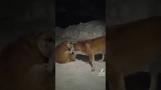 Собаки і сніг