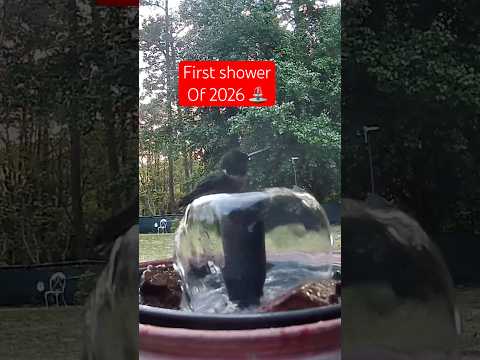 First Hummingbird Shower 🚿 of 2026 at 08:02am is on the books   #Shorts