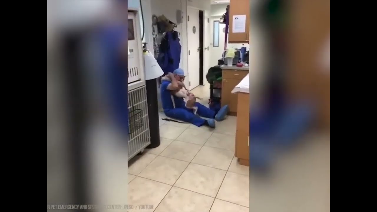 When animals meet their master after a long period of separation Extract