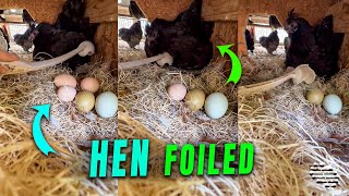 Hen Foiled by Owner’s Ingenious Ball Thrower Used to Collect Eggs