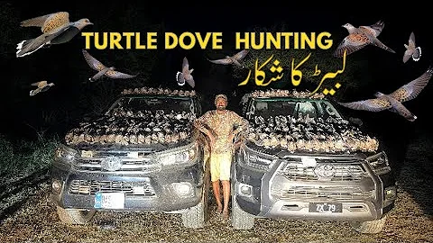 Turtle dove hunting in Pakistan with ShotKam ( لبیڑ کےشکار کی مکمل وڈیو) 2023