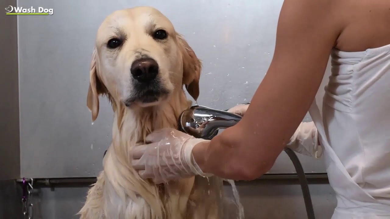 Wash Dog 24h Self Service Waschbox