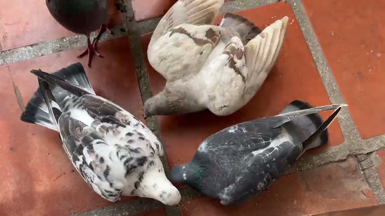 Then .. a Silenct war starts- Pigeons dont leave easy / Jusing wings to Get bigger and stronger 