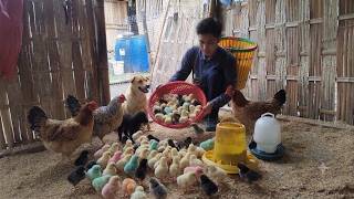 Download lagu Trieu Thuan separated the chicks from the nest and moved them to a safe place.