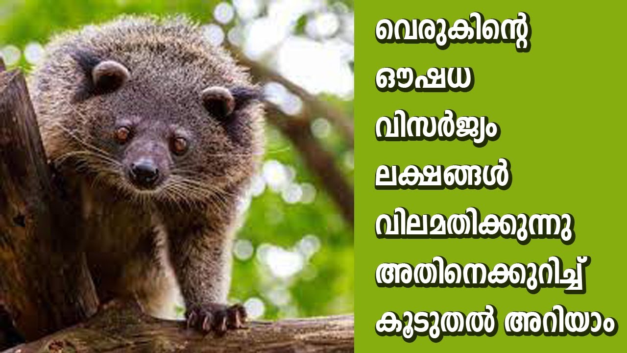 വെരുകിന്റെ ഔഷധ വിസർജ്യം ലക്ഷങ്ങൾ വിലമതിക്കുന്നു അതിനെക്കുറിച്ച് കൂടുതൽ അറിയാം | ABOUT VERUK ANIMAL