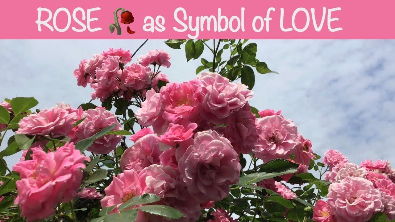The ROSE 🥀🌹 is more than a symbol of Love Get to Know the facts YouTube